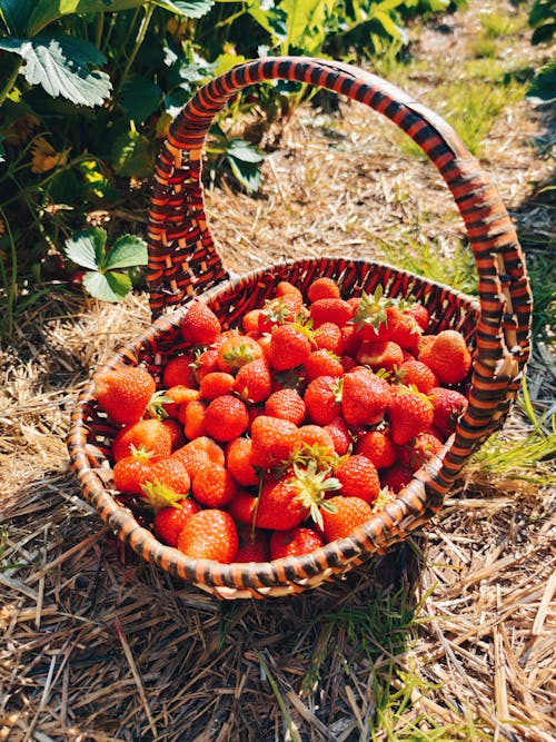 Close-Up Shot of Fresh Strawberries on Woven Basket