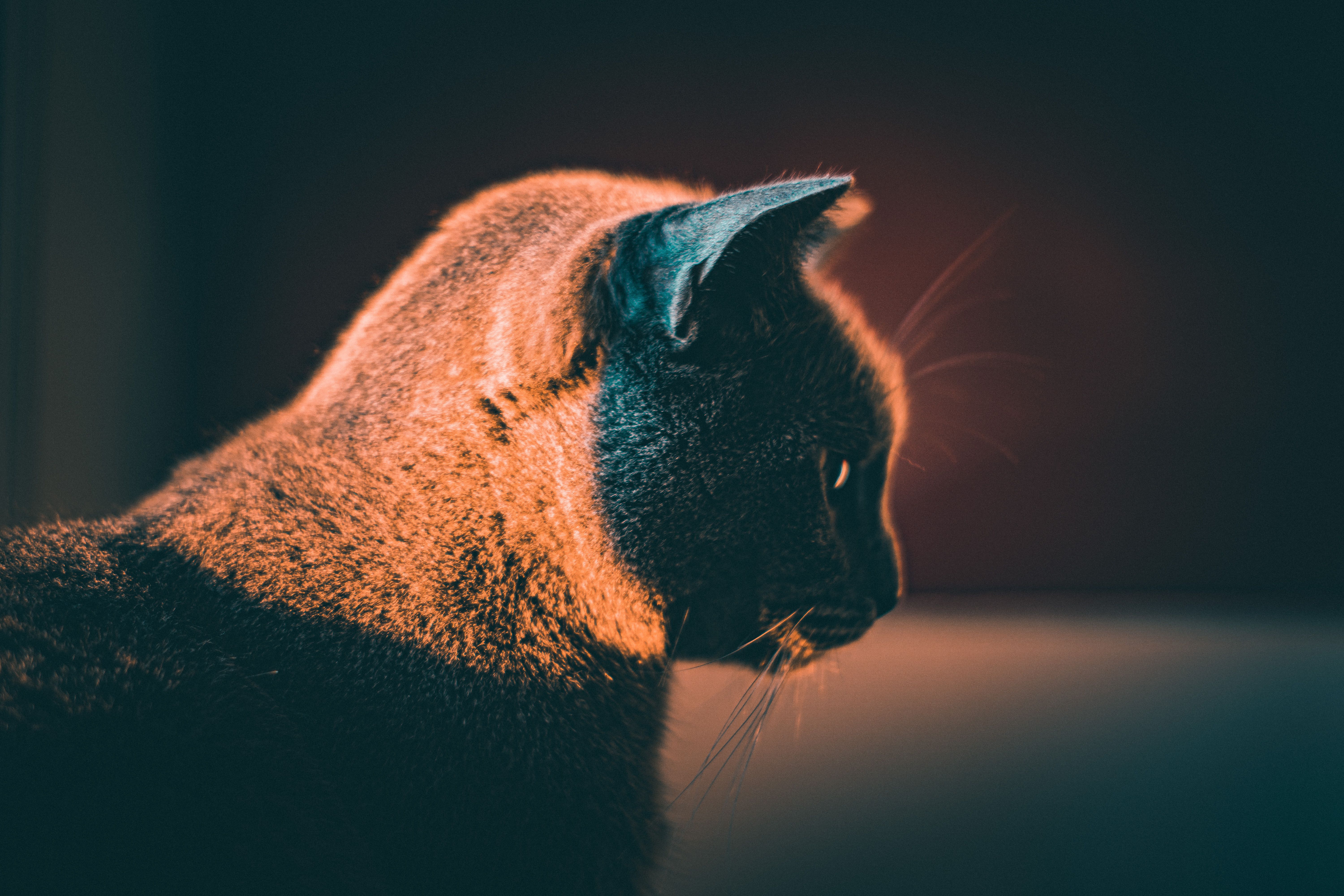 Close-up of a cat's ear canal showing dark brown waxy debris characteristic of ear mite infestation