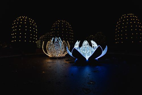 Free Captivating lotus-shaped lights illuminated in a dark outdoor setting, creating a magical nighttime scene. Stock Photo