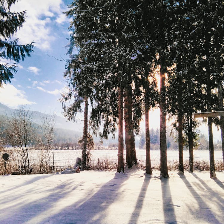 Forest Trees during Sunrise