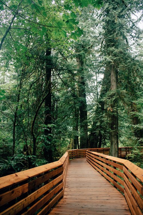Free Tranquil wooden pathway through lush green forest in British Columbia, Canada Stock Photo