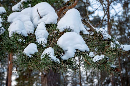 Бесплатное стоковое фото с ветви, вид на лес, падающий снег