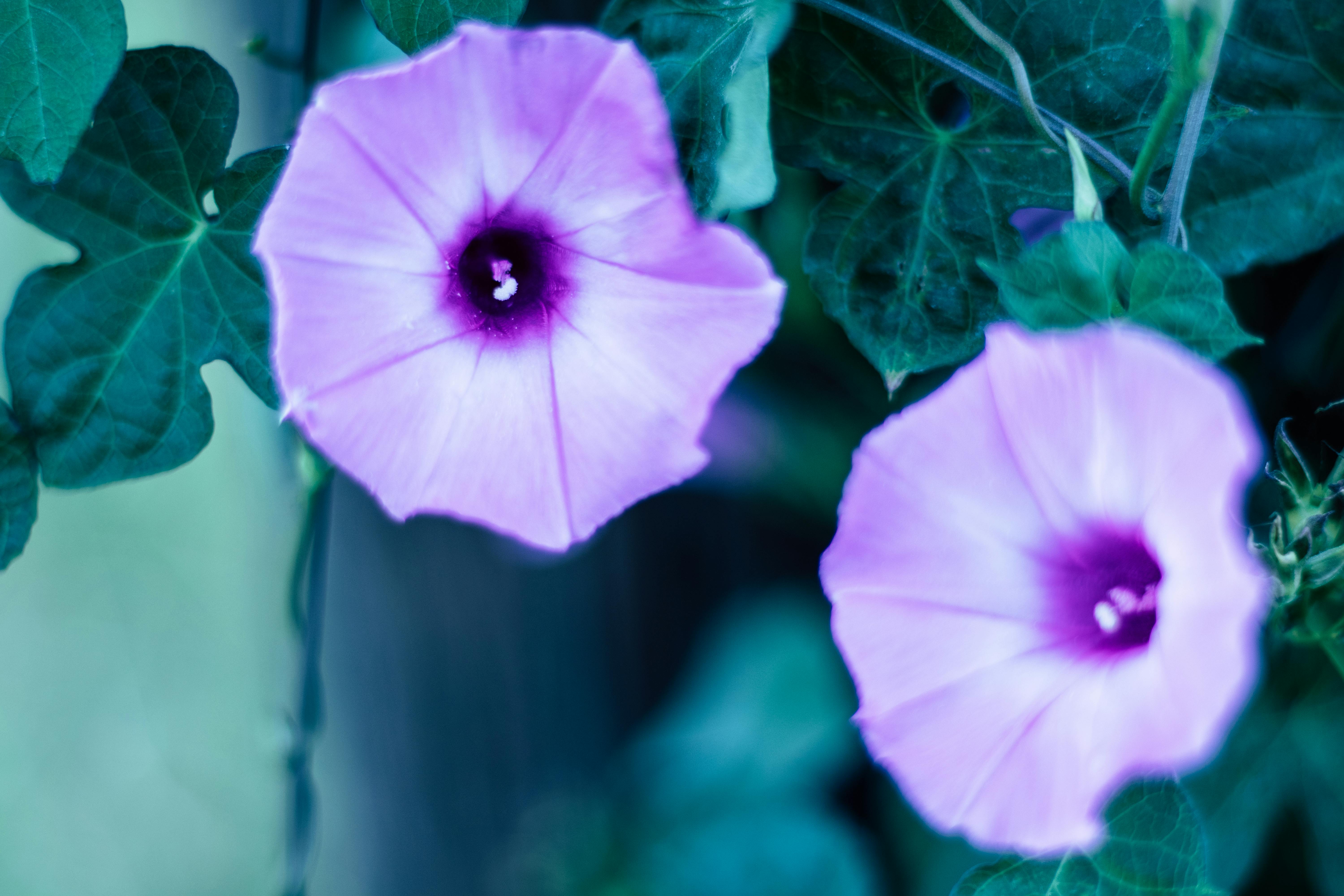 Free stock photo of flowers, nature, purple