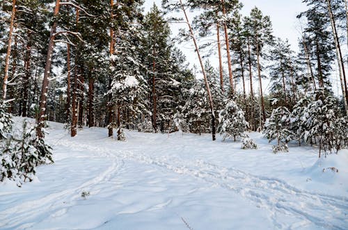 Бесплатное стоковое фото с деревья, заснеженная земля, зима