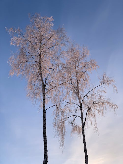 Frost Covered Trees against Blue Sky