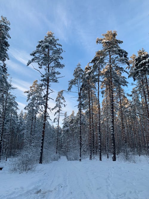 Free stock photo of blue sky, branches, cold