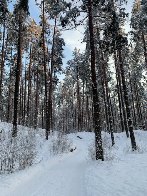 Fotos de stock gratuitas de arboles, bosque, congelando