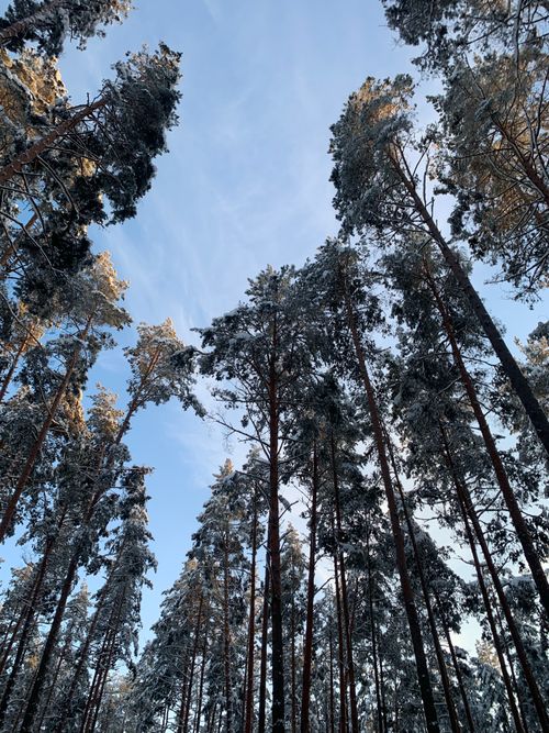 Free Majestic snow-covered trees reaching skywards in a tranquil winter forest setting. Stock Photo