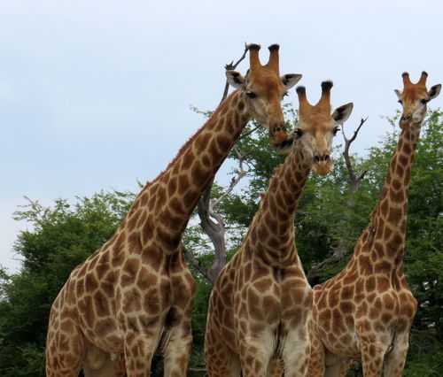 Free Giraffe trio Stock Photo