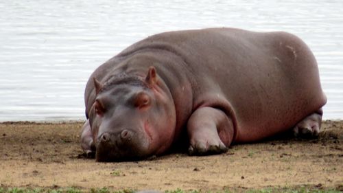 Free Hippopotamus sleeping Stock Photo