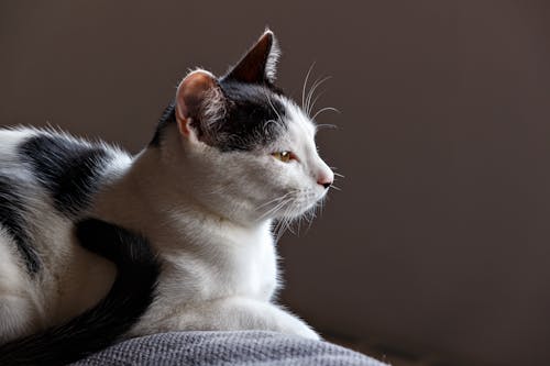 Bezpłatne Darmowe zdjęcie z galerii z biały i czarny, koci, kociak Zdjęcie z galerii