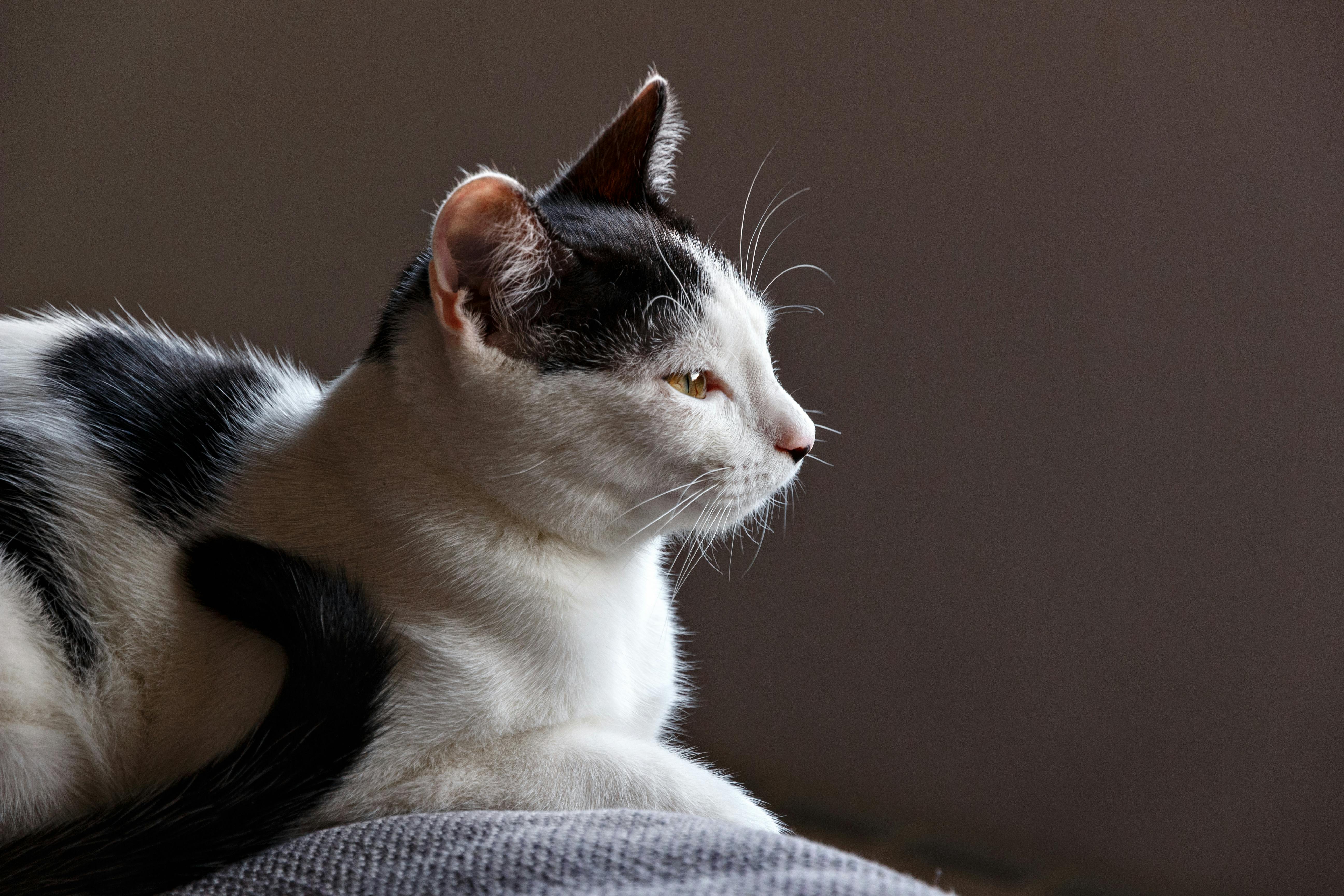 900+ Katzenauge Bilder und Fotos · Kostenlos Downloaden · Pexels Stock-Fotos