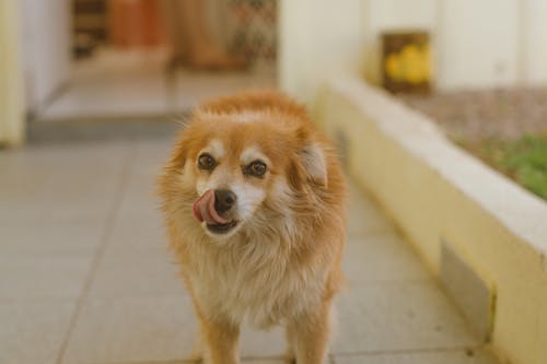 Free Tan Dog on Hallway Stock Photo