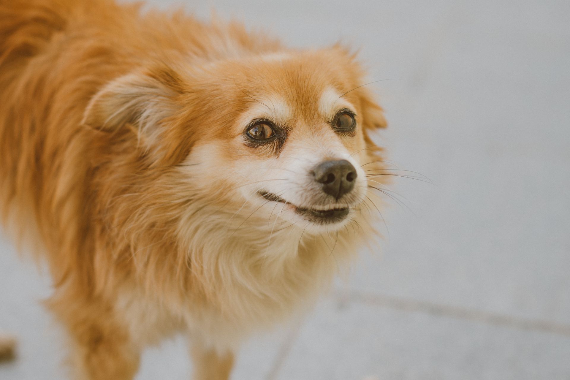 Close-up Photo of Dog