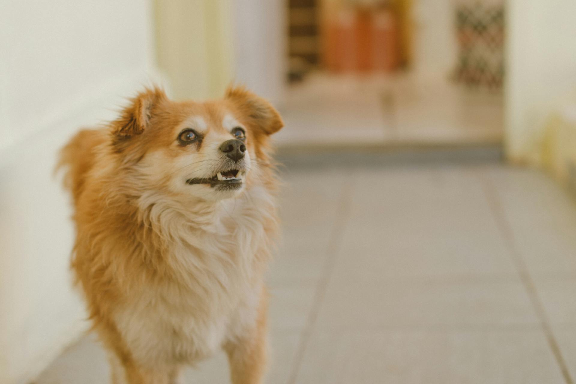 Medium-coated Brown Dog Standing Inside Tiled Floor Room