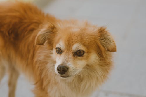 Free Selective Focus Photography of Long-coated Brown Dog Stock Photo