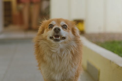 무료 갈색 강아지의 얕은 초점 사진 스톡 사진