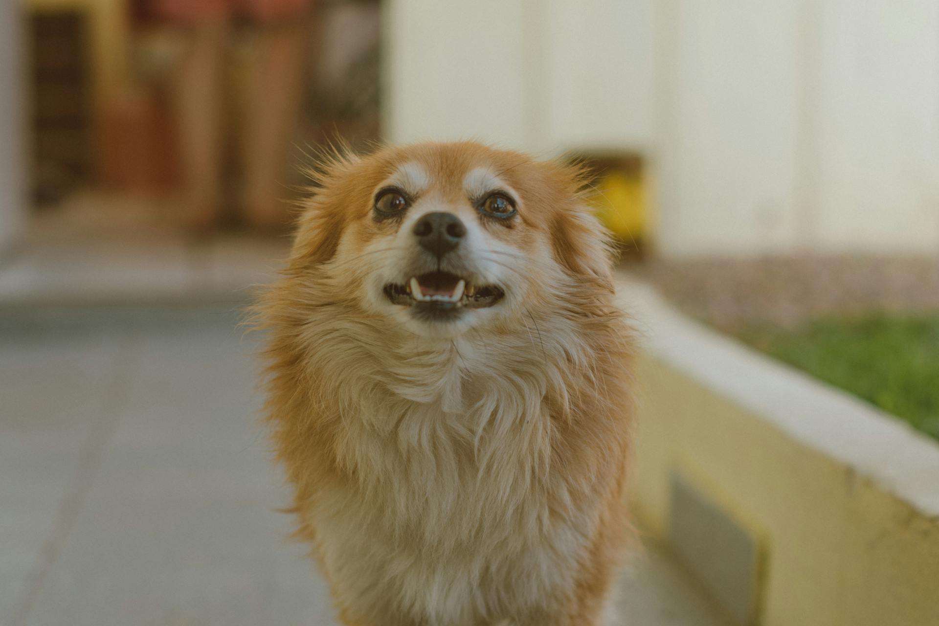 Shallow Focus Photography of Brown Dog