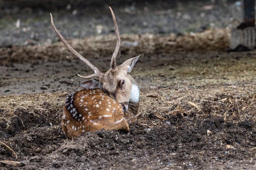 Immagine gratuita di animale, cervo, cervo maculato