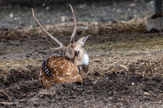 Photograph of a Spotted Deer on Soil
