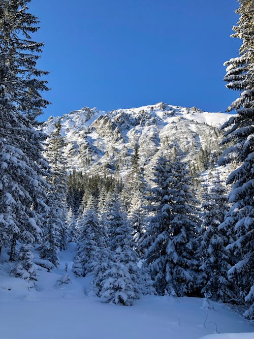 Clear Sky over Forest in Winter