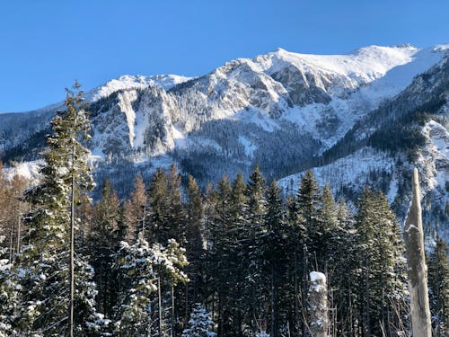 Foto d'estoc gratuïta de arbres, cel blau, cobert de neu