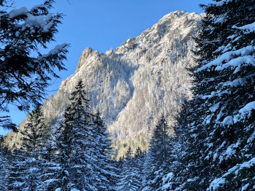 A Snow Covered Mountains and Trees Under the Blue Sky