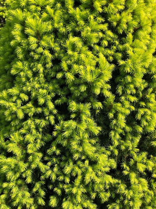 Free Vibrant close-up of coniferous evergreen foliage in Łódź, Poland, showcasing rich green texture and detail. Stock Photo