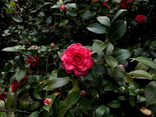 Imagine de stoc gratuită din camellia japonica, delicat, flori roșii