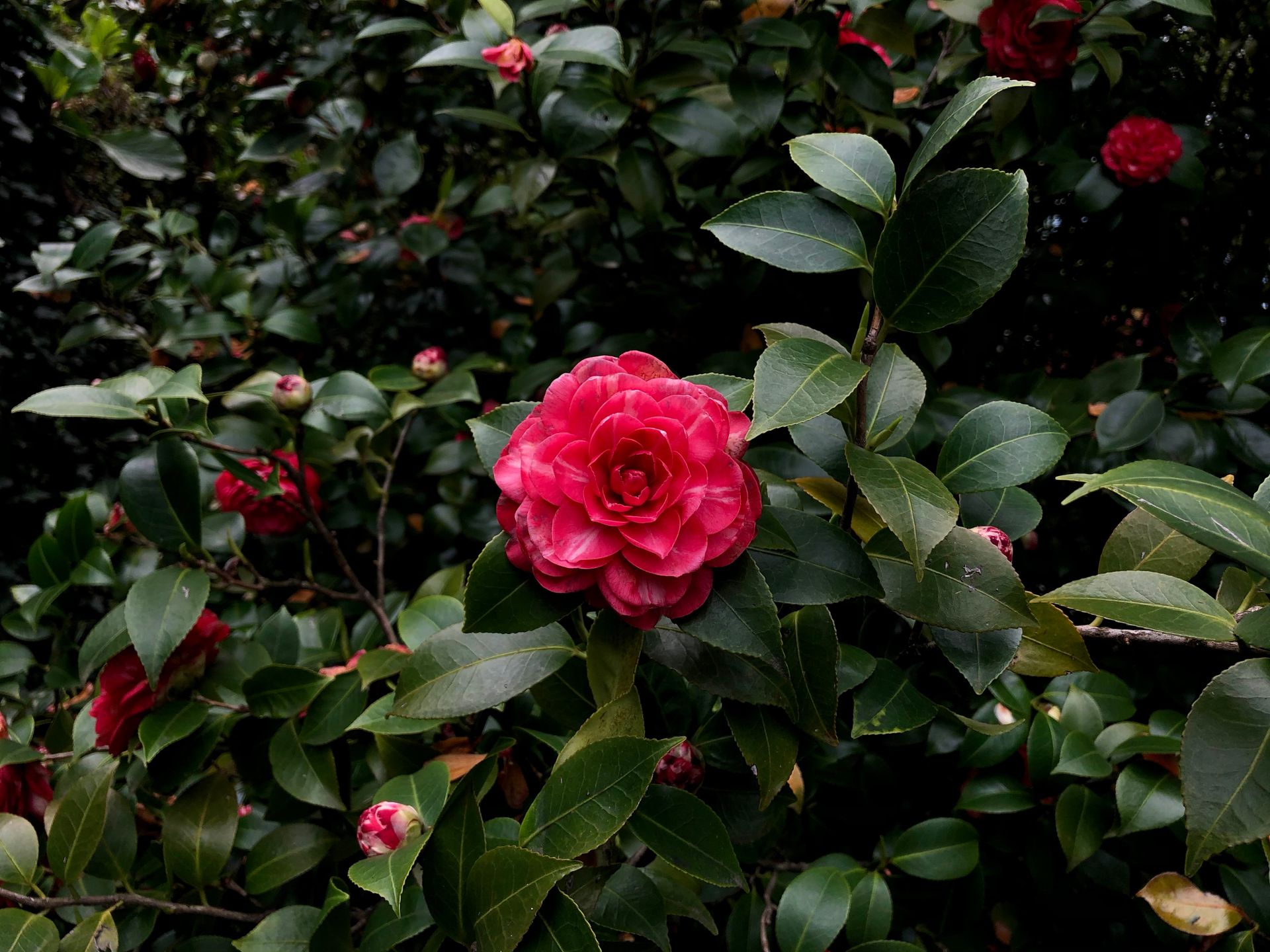 Close-up of a vibrant red Camellia japonica surrounded by lush green leaves, showcasing nature's elegance.