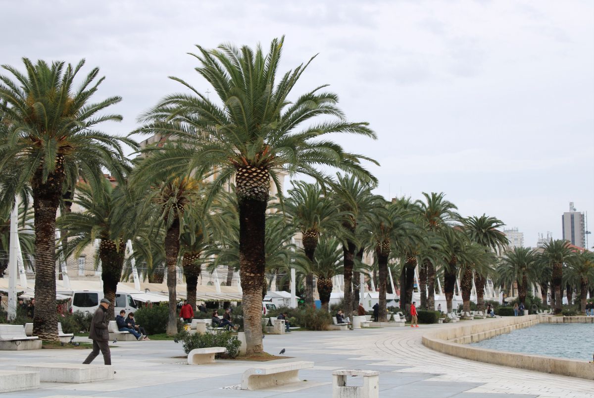Palm trees on a promenade in a Croatian coastal city