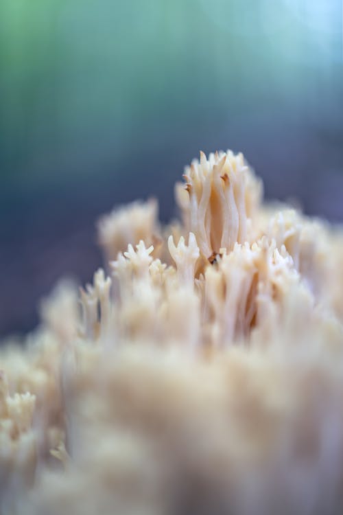 Kostenloses Stock Foto zu essbar, fungi, korallenpilze