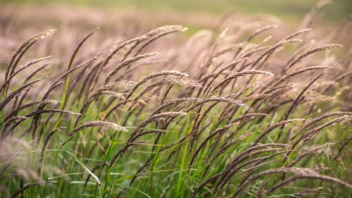 Free A detailed shot of a wind-swept wheat field under soft sunlight highlighting natural textures. Stock Photo