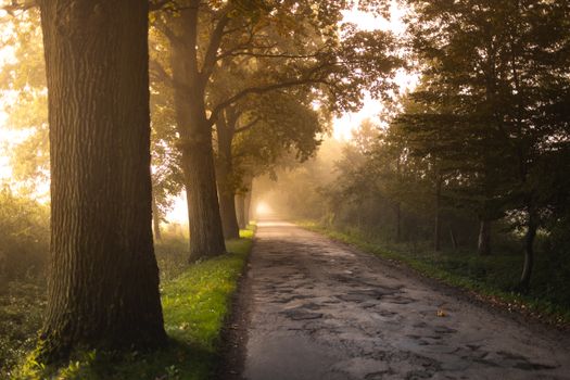 A misty forest road at sunrise creates a magical and peaceful atmosphere, perfect for a tranquil walk.