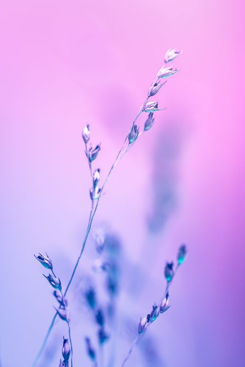 Free A serene close-up of dried flora against a pink and purple gradient background, creating a tranquil artistic effect. Stock Photo