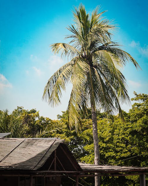 Foto stok gratis gubuk, kelapa, langit yang indah