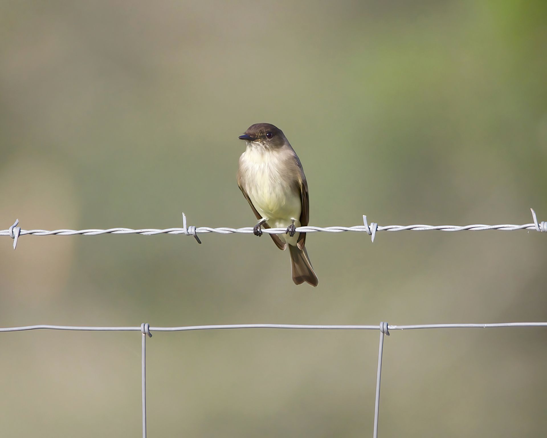 Bird Perching on Barbed Wire