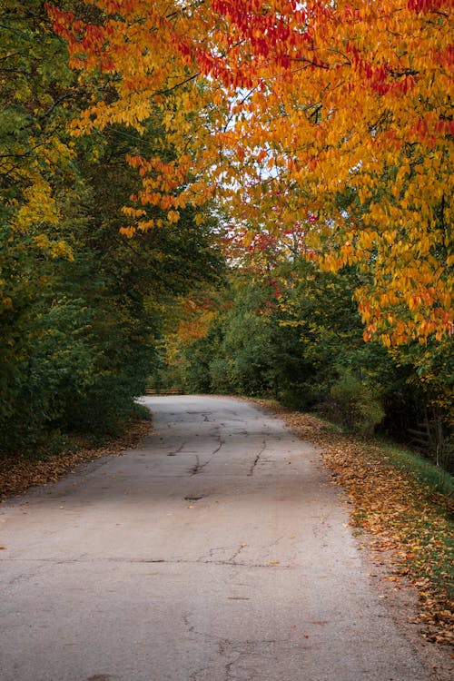 Curving Road in Autumnal Forest