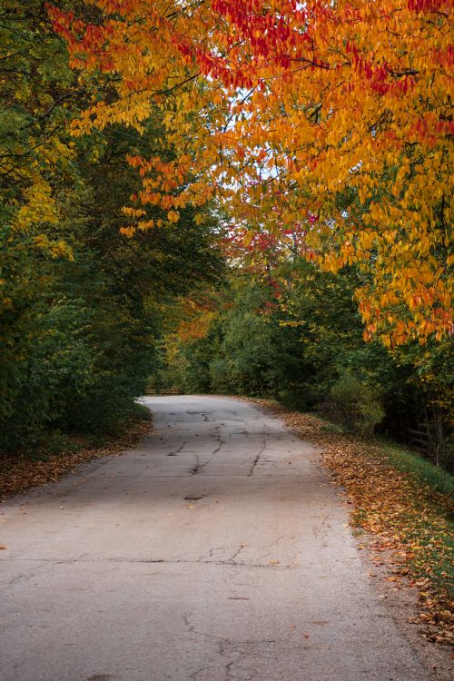 Free Tranquil forest road surrounded by vibrant autumn foliage in Pale, Republika Srpska, Bosnia and Herzegovina. Stock Photo
