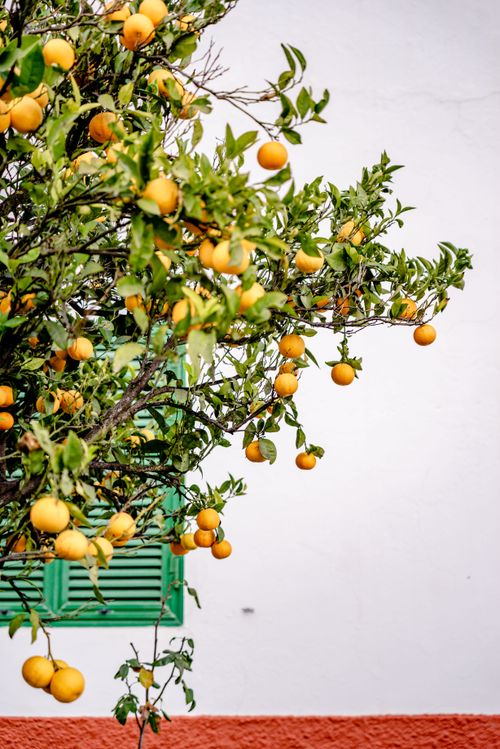 Free Vibrant orange tree laden with ripe fruits, set against a contrasting white wall. Stock Photo