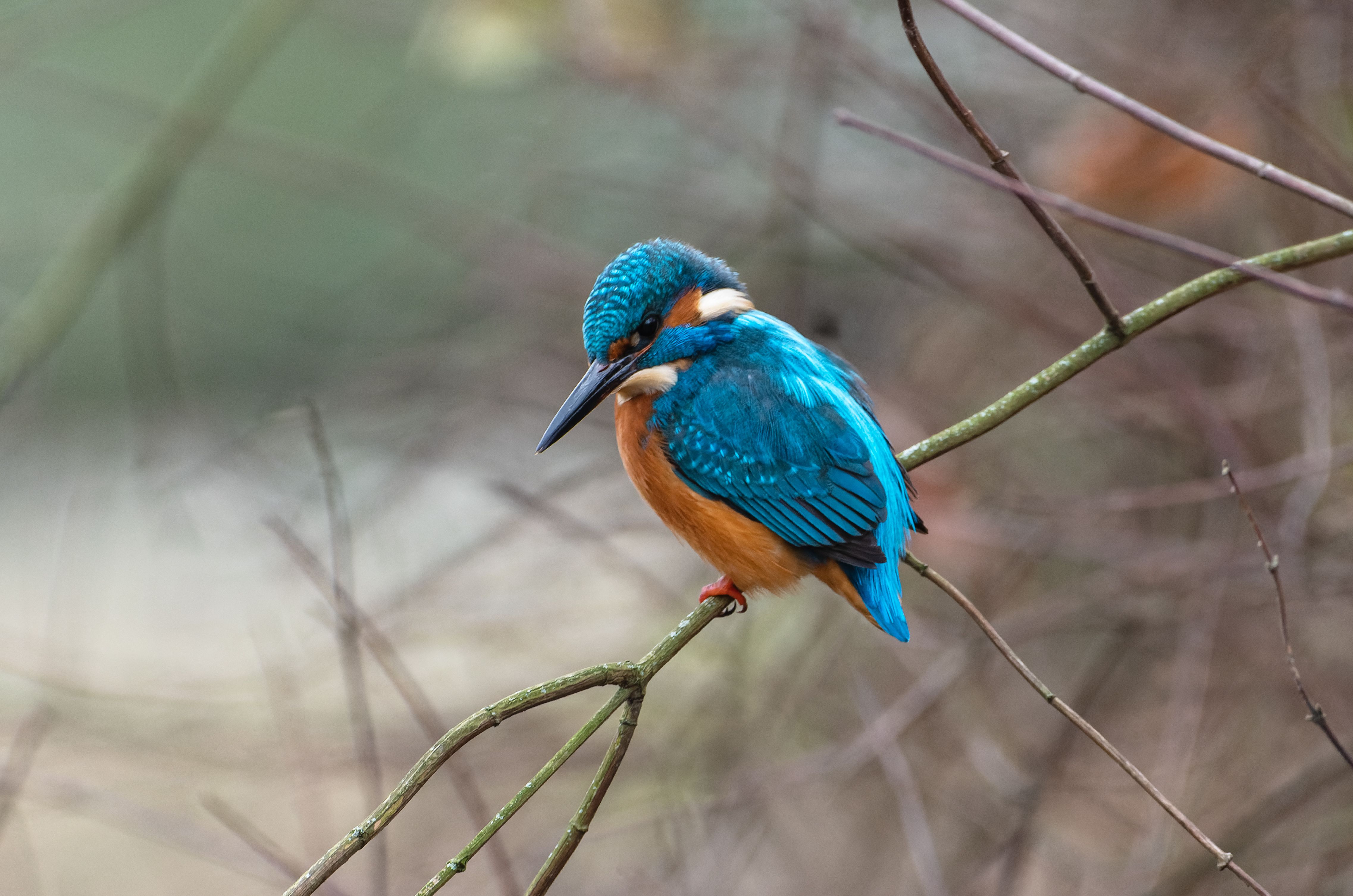 Bird Watching For Beginners