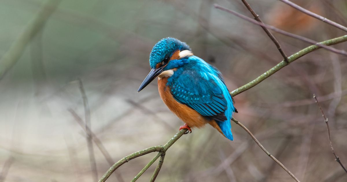 How to set up a bird bath β practical guide overview