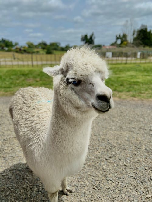 Gratis lagerfoto af alpaca, dyrefotografering, gård Lagerfoto