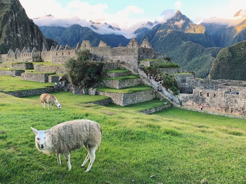 Llama Grazing by Aztecs Ruins