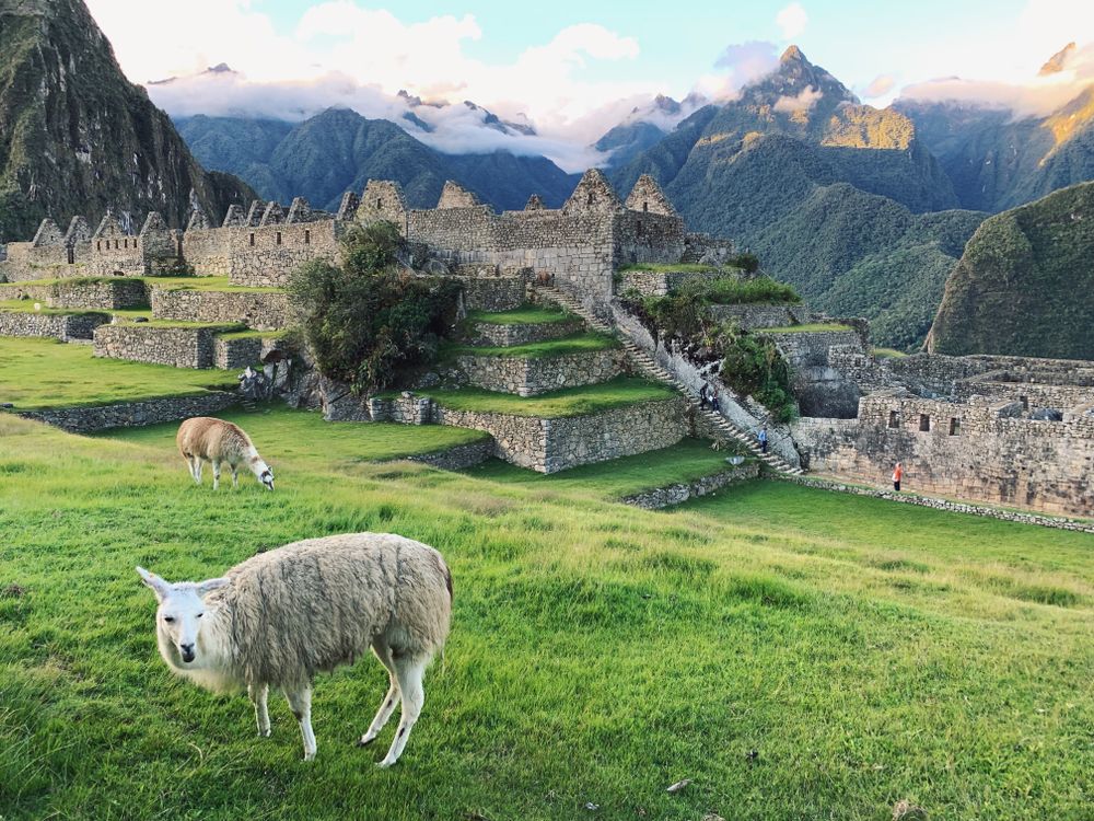 Dos llamas pastando en las terrazas con la ciudadela de Machu Picchu y el Huayna Picchu al fondo