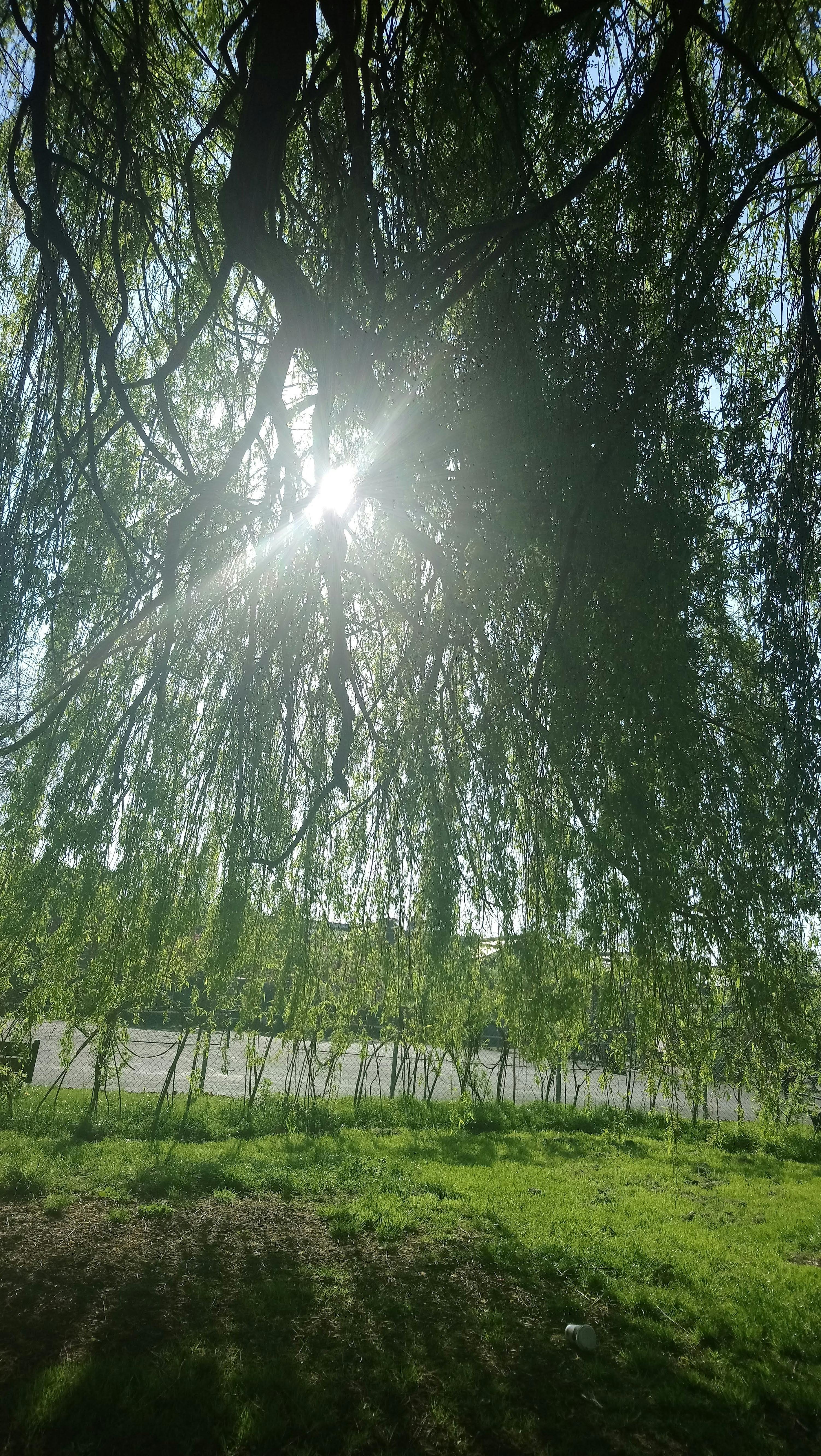 Free stock photo of the sun shining through the willow tree