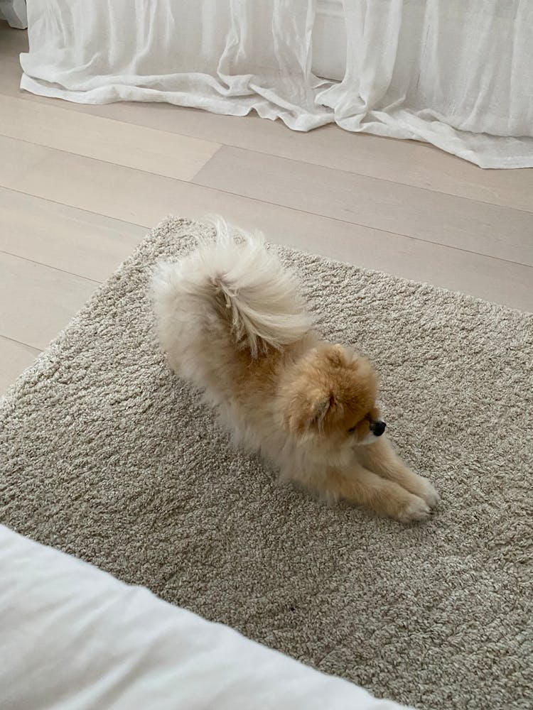 A Pomeranian Stretching On A Carpet