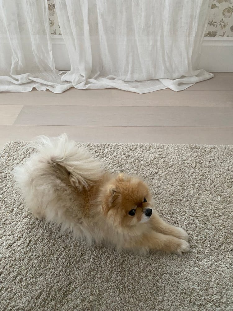 
A Pomeranian Stretching On A Carpet