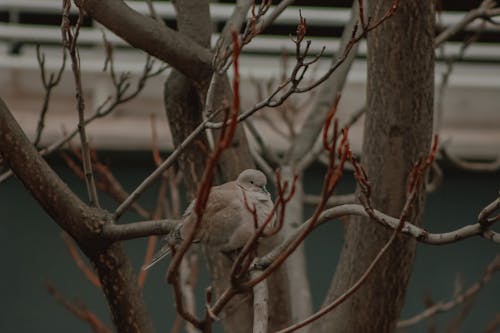 Základová fotografie zdarma na téma analogový, holub, milovník přírody