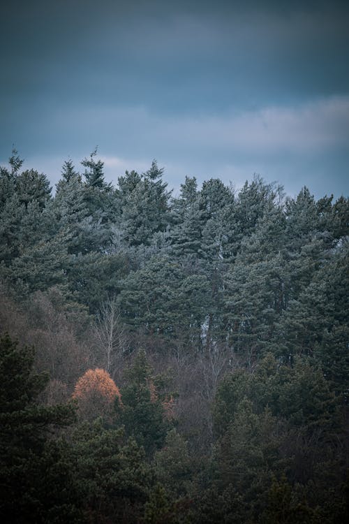 Free Green Pine Trees Under Blue Sky Stock Photo